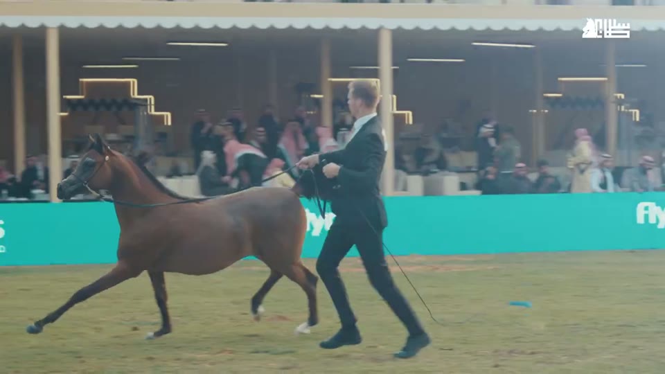 بطولة جمال مهرجان الأمير سلطان